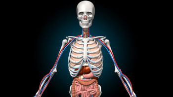 Virtual Reality Education - Anatomy VR